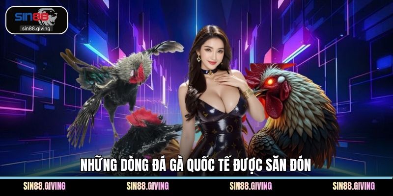 Những dòng đá gà quốc tế được săn đón